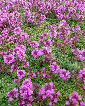 3 Thym précoce Purple Beauty - Thymus praecox purple beauty - Plantes