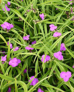 Ephémère de Virginie Rubra - Tradescantia rubra - Plantes