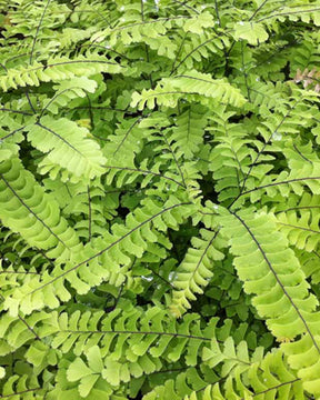 Capillaire Imbricatum - Adiantum pedatum imbricatum - Plantes