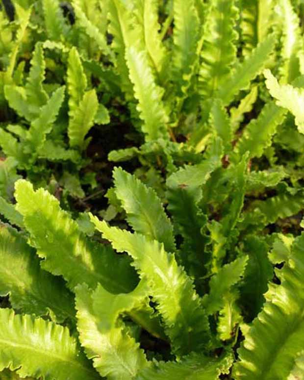 Scolopendre à feuilles étroites Langue de cerf Angustatum - Asplenium scolopendrium angustatum - Plantes