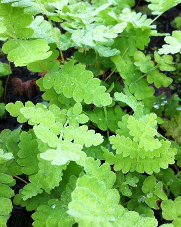 Osmonde de Clayton - Osmunda claytoniana - Plantes