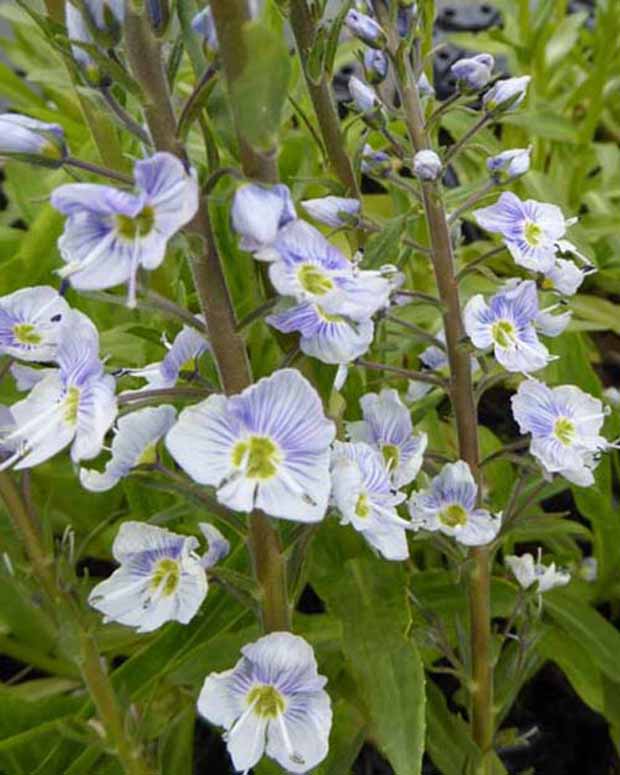 Véronique fausse-gentiane Robusta - Veronica gentianoides robusta - Plantes