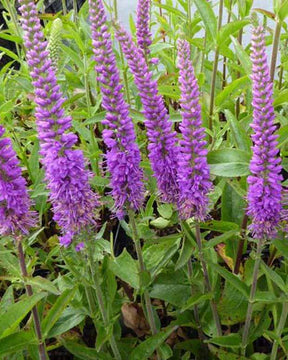 Véronique Purpleicious - Veronica purpleicious - Plantes