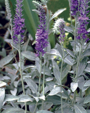 Véronique en épis Silbersee - Veronica spicata subsp. incana silbersee - Plantes