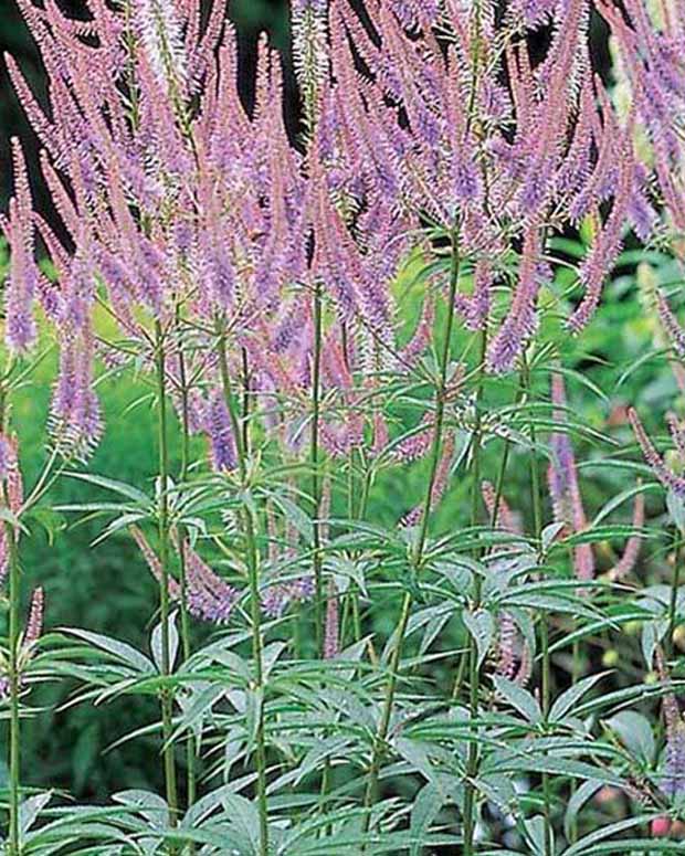 Véronique de Virginie Green Tip - Veronicastrum virginicum green tip - Plantes