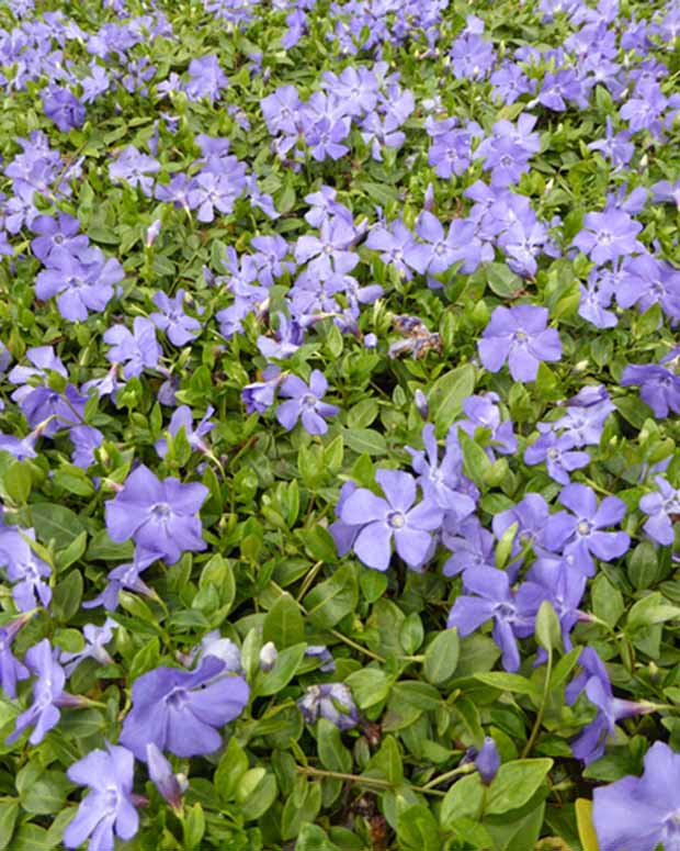 3 Petits pervenches Anna - Vinca minor anna - Plantes