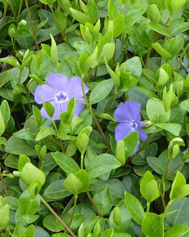 3 Petites pervenches Grüner Teppich - Vinca minor 'grüner teppich' - Plantes