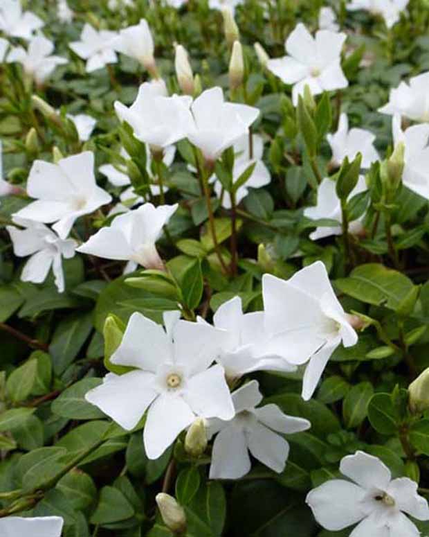 3 Petites pervenches White Power - Vinca minor white power - Plantes