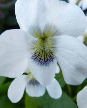 3 Violettes odorantes Pensées - Viola odorata alba - Plantes