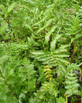 Petite berle cresson sauvage - Berula erecta - Plantes