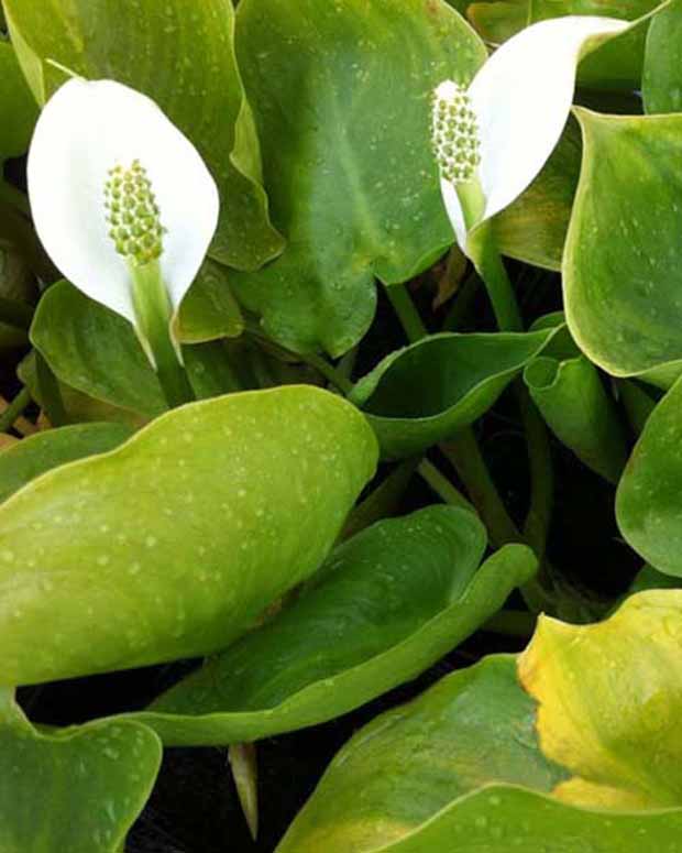 Arum d'eau - Calla palustris - Plantes