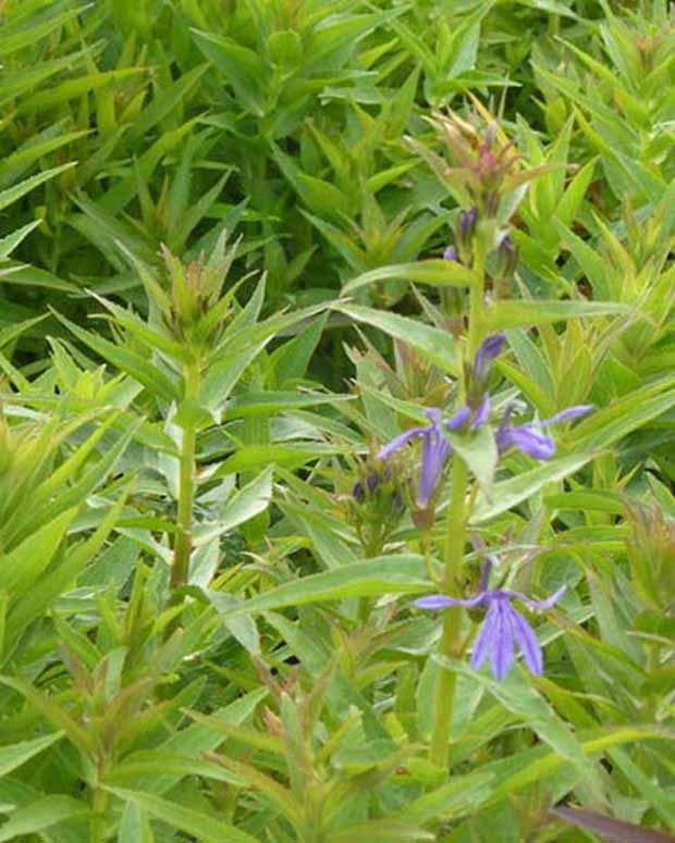 Lobélia à feuilles sessiles Lobélia vivace bleu - Lobelia sessilifolia - Plantes