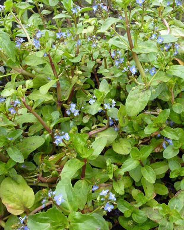 Véronique des ruisseaux Cresson de cheval Salade de chouette - Veronica beccabunga - Plantes