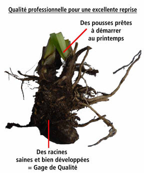 Collection 5 agapanthes (3 bleues. 2 blanches) - Agapanthus umbellatus, polar ice