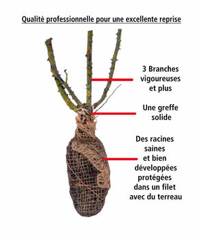 10 Rosiers buissons Doris Tysterman - Rosa doris tysterman - Rosiers