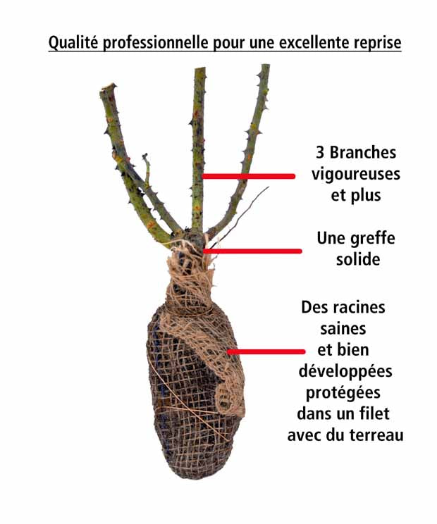 10 Rosiers buissons Doris Tysterman - Rosa doris tysterman - Rosiers