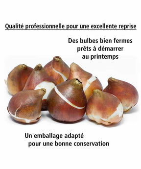 65 bulbes violet attirant les abeilles