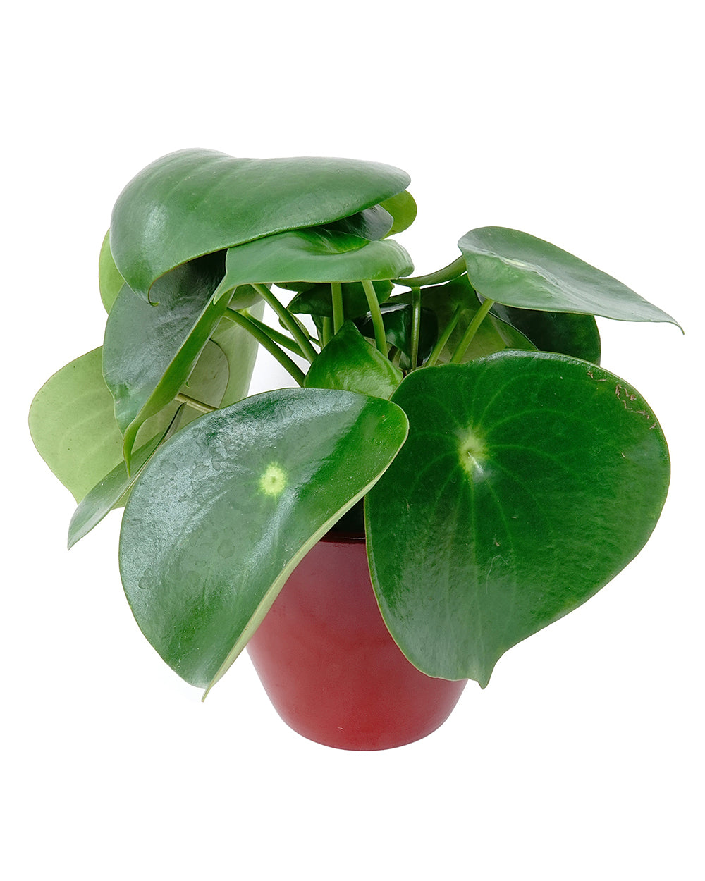 Peperomia Raindrop - Peperomia raindrop - Plantes