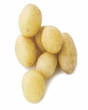 25 Pommes de terre Penni Bio - Solanum tuberosum penni - Potager