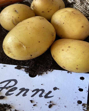 25 Pommes de terre Penni Bio - Solanum tuberosum penni - Bulbes potagers et tubercules