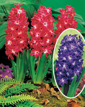 Coll. de 10 Jacinthes à coeurs blancs (5 Blue Magic + 5 Red Magic) - Hyacinthus blue magic , red magic - Plantes