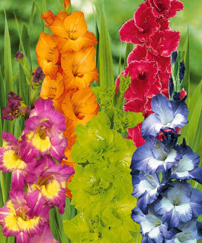 Collection 50 Glaïeuls assortis - Gladiolus 'nori', 'green star', 'manteca', after s - Plantes