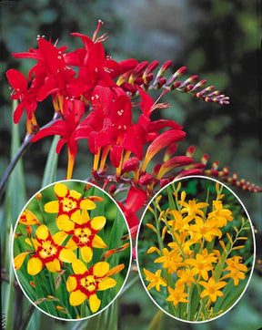 Collection de 45 Crocosmias (15 bicolores + 15 rouges + 15 jaunes) - Crocosmia 'norwich canary', 'emily mckenzie', 'luc - Plantes