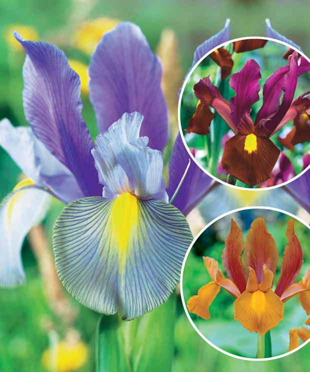 Coll. 60 Iris de Hollande:Gipsy Beauty,Braise rouge,Princesse automne - Iris hollandica 'gipsy beauty', 'red ember', 'autu - Plantes