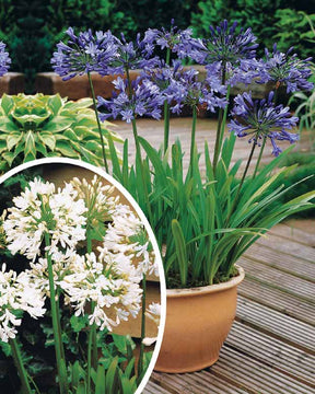 Collection 5 agapanthes (3 bleues. 2 blanches) - Agapanthus umbellatus, polar ice - Agapanthes