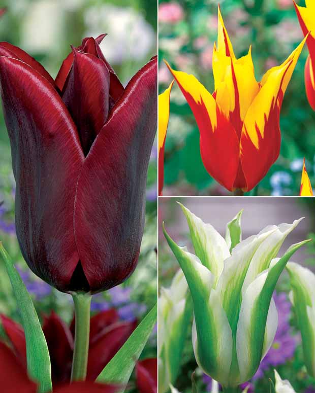 Coll. 30 tulipes fleur de lis :Aile de feu,Etoile verte,Amour eternel - Tulipa'firewings','greenstar','lasting love' - Plantes