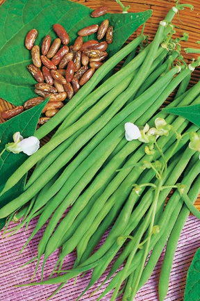 Haricot nain Fin de Bagnols - Phaseolus vulgaris fin de bagnols - Haricots