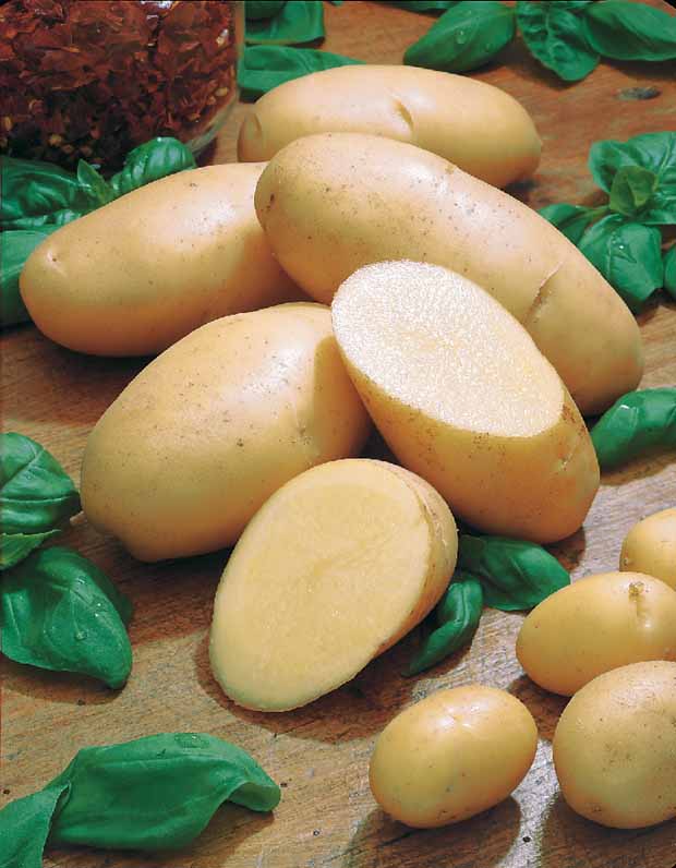 25 Pommes de terre Belle de Fontenay - Solanum tuberosum belle de fontenay - Potager