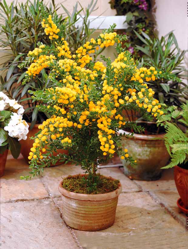 Mimosa armata - Acacia armata - Plantes