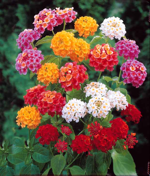 Lantanas camara