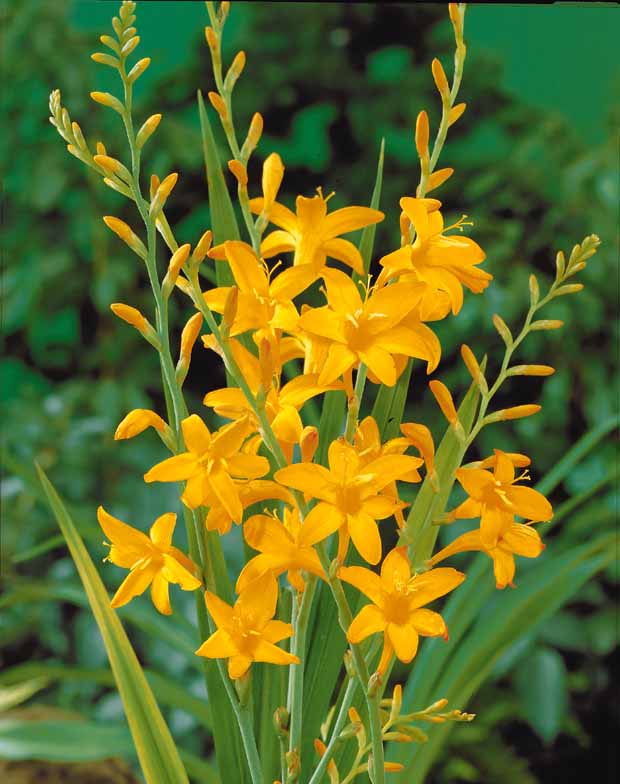 Crocosmia 'norwich canary', 'emily mckenzie', 'luc