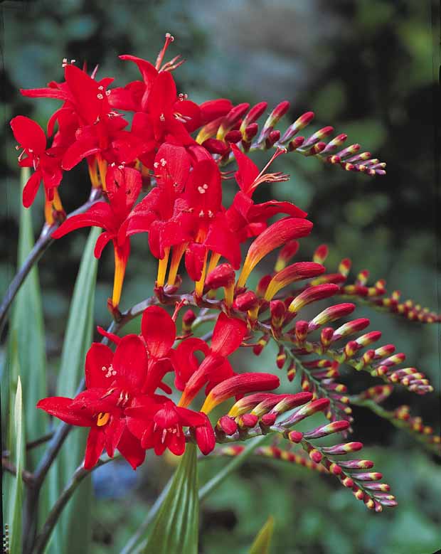 Collection de 45 Crocosmias (15 bicolores + 15 rouges + 15 jaunes) - Crocosmia 'norwich canary', 'emily mckenzie', 'luc - Crocosmia