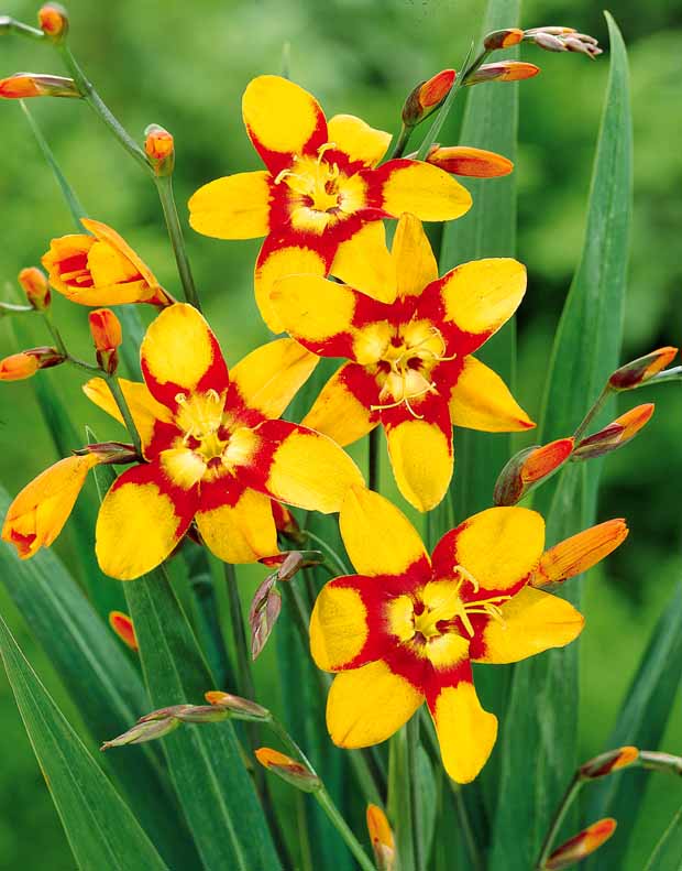 Collection de 45 Crocosmias (15 bicolores + 15 rouges + 15 jaunes) - Crocosmia 'norwich canary', 'emily mckenzie', 'luc - Bulbes à fleurs