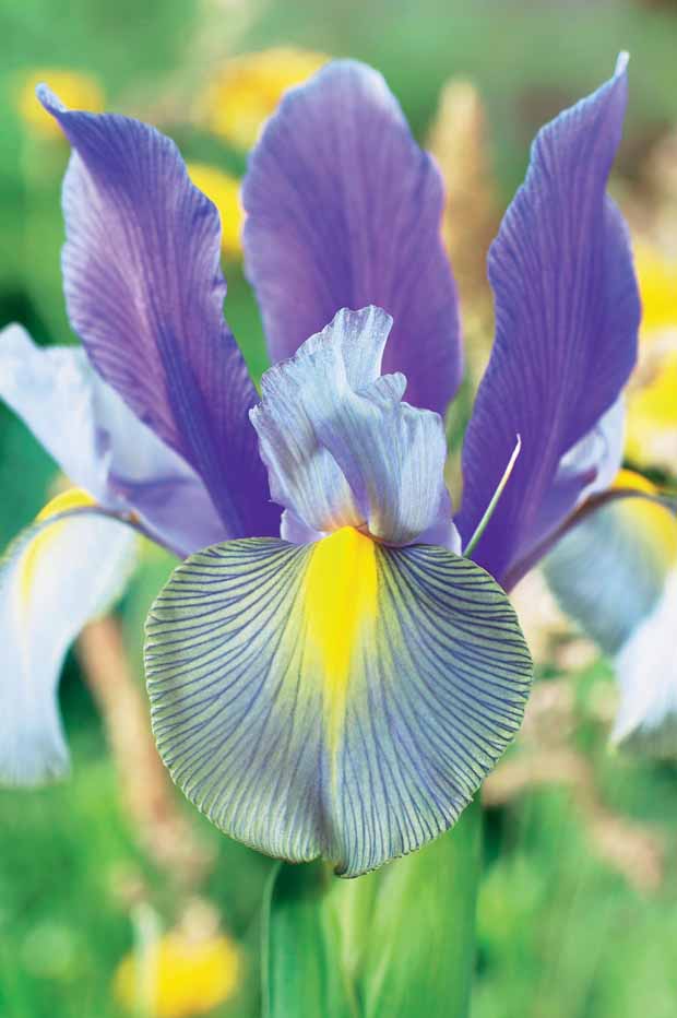 Coll. 60 Iris de Hollande:Gipsy Beauty,Braise rouge,Princesse automne - Iris hollandica 'gipsy beauty', 'red ember', 'autu - Bulbes à fleurs