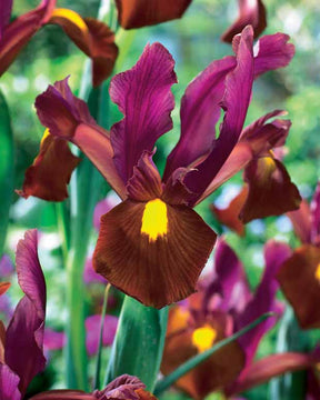 Coll. 60 Iris de Hollande:Gipsy Beauty,Braise rouge,Princesse automne - Iris hollandica 'gipsy beauty', 'red ember', 'autu - Iris