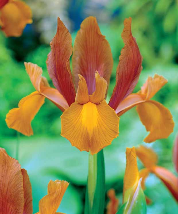 Iris hollandica 'gipsy beauty', 'red ember', 'autu