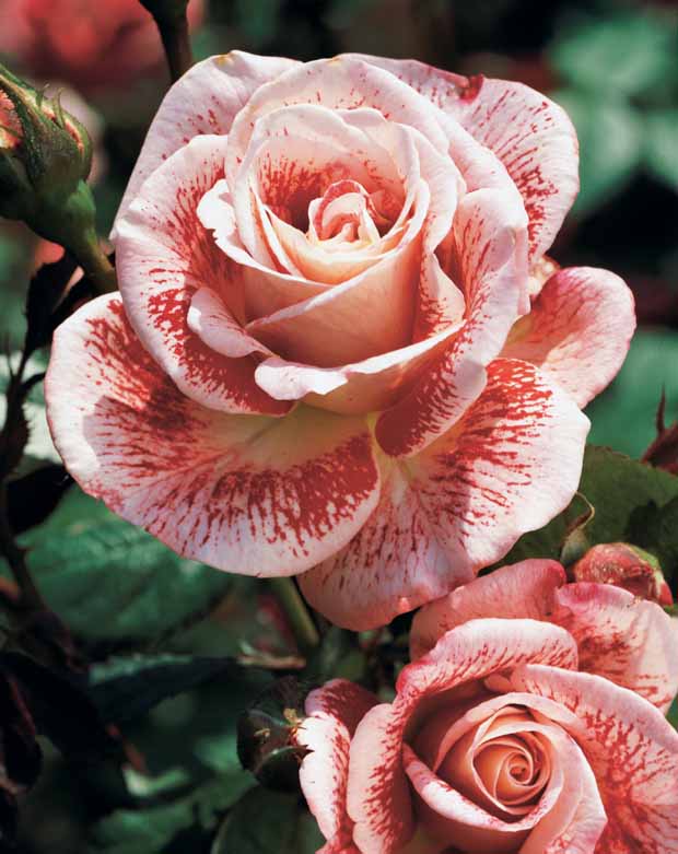 10 Rosiers buissons Famosa - Rosa famosa - Plantes