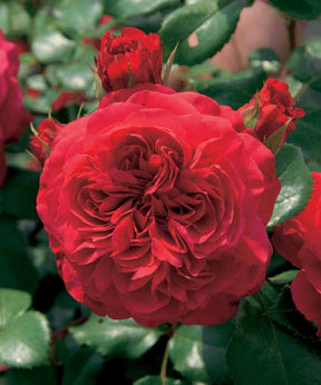 10 Rosiers floribunda Red Leonardo da Vinci ® Meiangele - Rosa red leonardo da vinci ® meiangele - Plantes