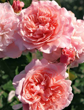 Collection 2 rosiers grimpants (Hella, Rose de Tolbiac) - Rosa rose de tolbiac , hella - Rosiers