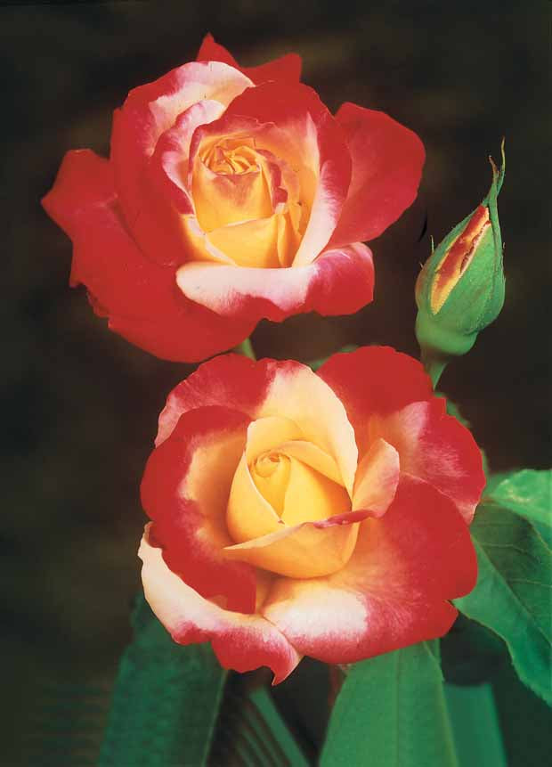 10 Rosiers buissons Double Delight - Rosa double delight - Plantes