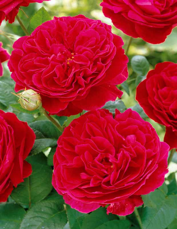 Rosa red leonardo da vinci ® meiangele