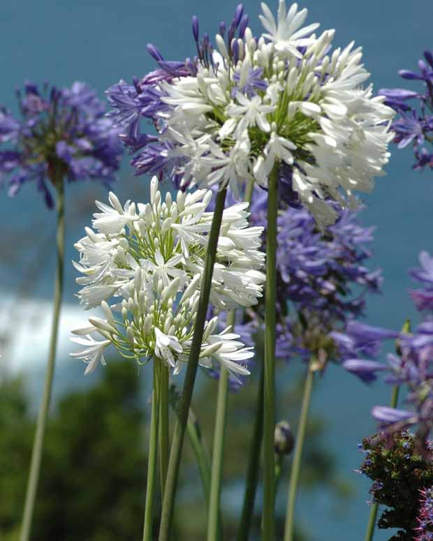 Agapanthus umbellatus, polar ice