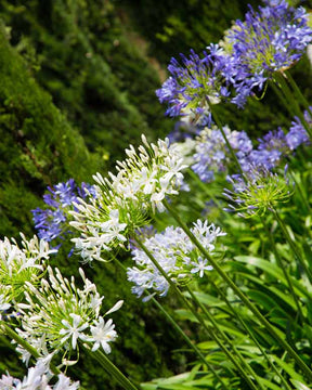 Collection 5 agapanthes (3 bleues. 2 blanches) - Agapanthus umbellatus, polar ice - Plantes