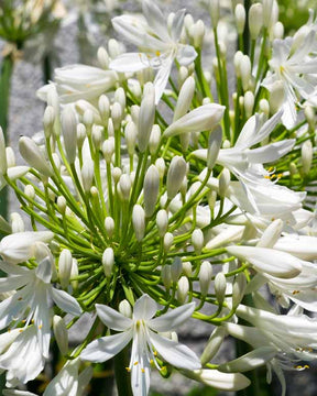 Collection 5 agapanthes (3 bleues. 2 blanches) - Agapanthus umbellatus, polar ice - Plantes