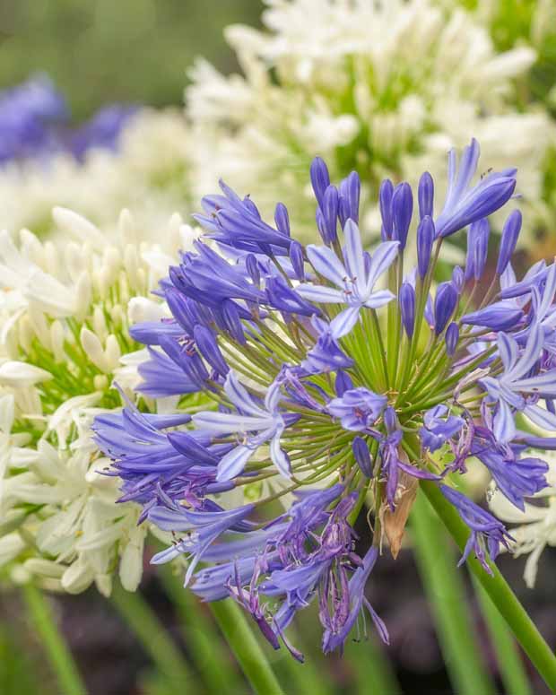 Collection 5 agapanthes (3 bleues. 2 blanches) - Agapanthus umbellatus, polar ice - Plantes vivaces