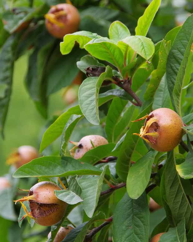 Néflier d'Allemagne - Mespilus germanica - Plantes